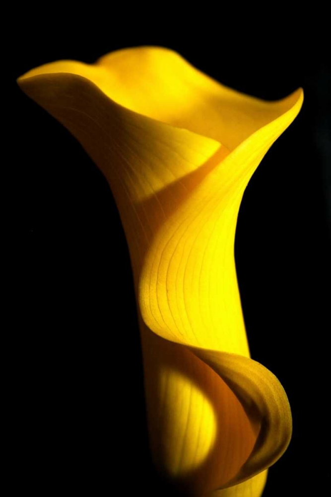 Wall Art Painting id:2977, Name: Yellow Lily, Artist: Putman, Tammy