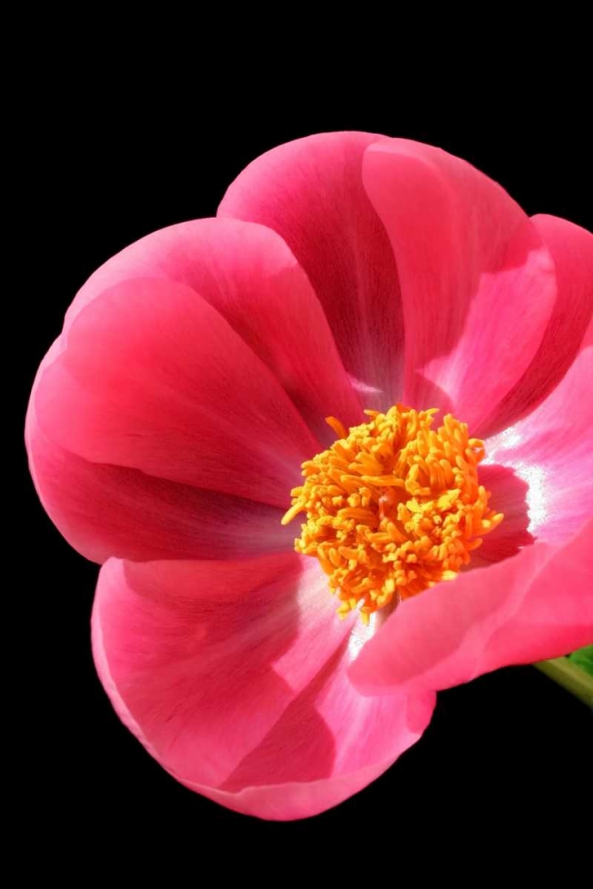 Wall Art Painting id:2978, Name: Pink Peony I, Artist: Putman, Tammy