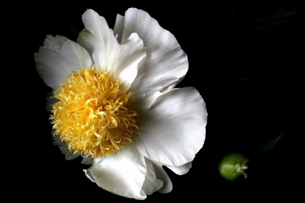 Wall Art Painting id:2987, Name: White Peony II, Artist: Putman, Tammy