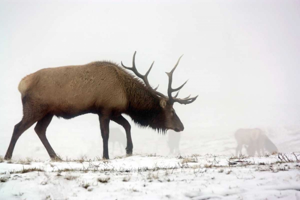 Art Print: Elk IV