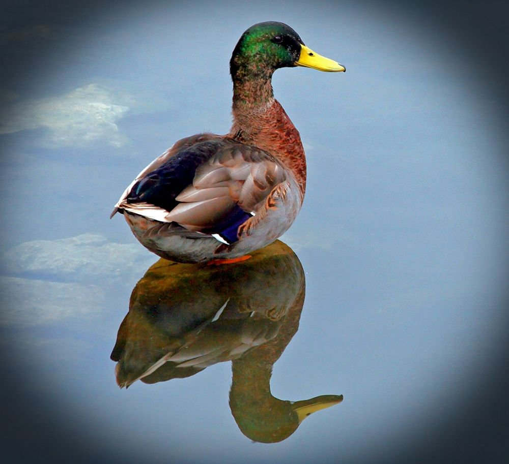Art Print: Mallard Reflection