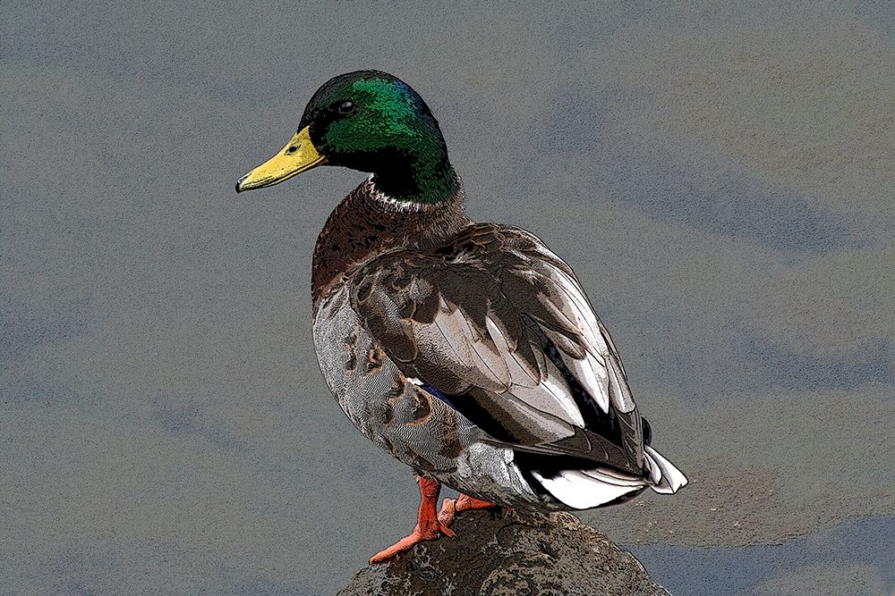Art Print: Mallard