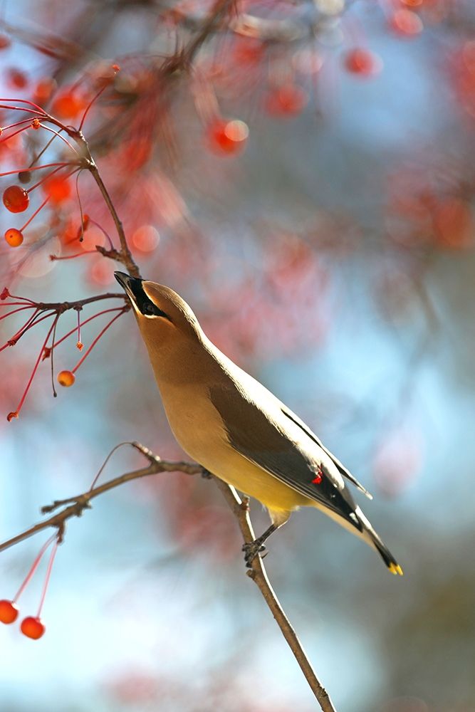 Art Print: Cedar Wax Wing