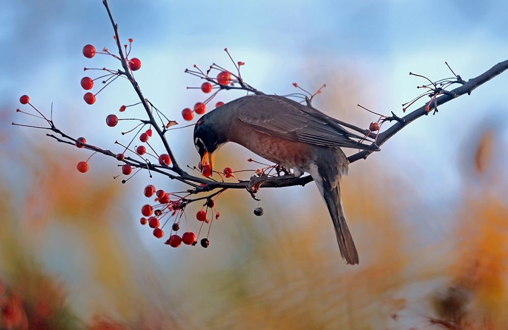 Art Print: Robin the Berry I