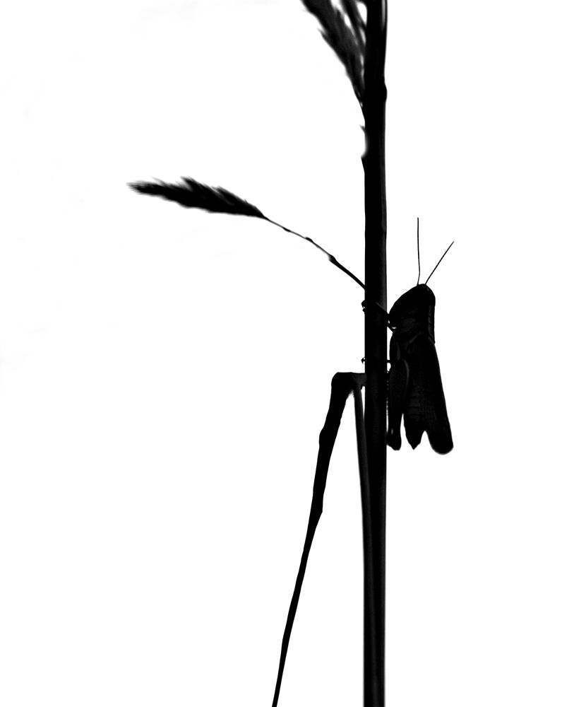 Art Print: Grasshopper