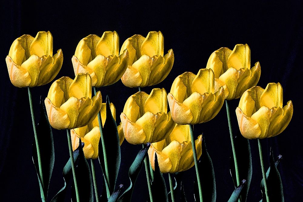 Wall Art Painting id:406999, Name: Yellow Tulips, Artist: Putman, Tammy