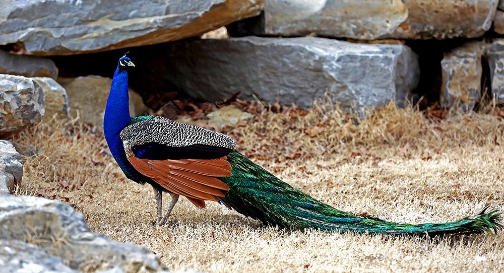 Art Print: Posing Peacock I