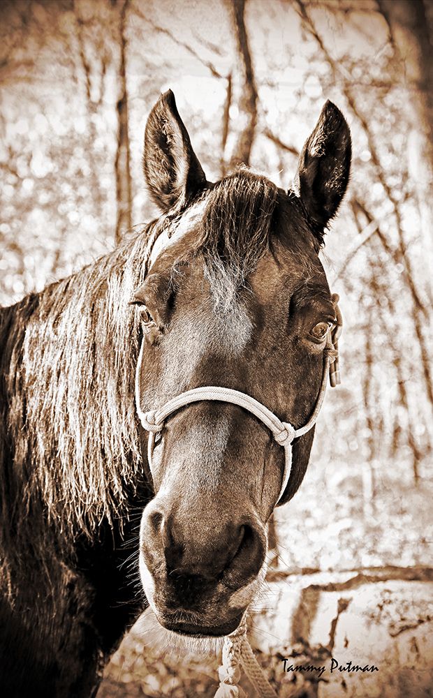 Art Print: Vintage Horse I