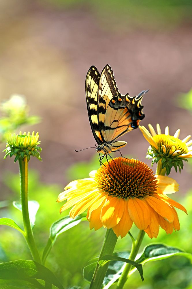 Art Print: Eastern Tiger Swallowtail Lift
