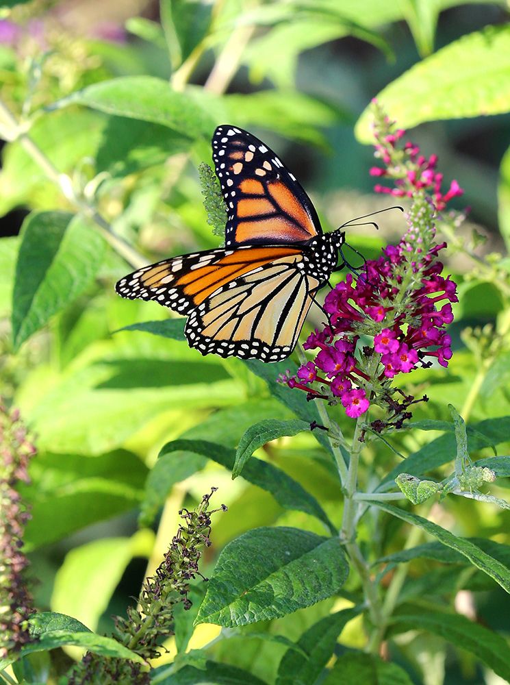Art Print: Monarch Garden I
