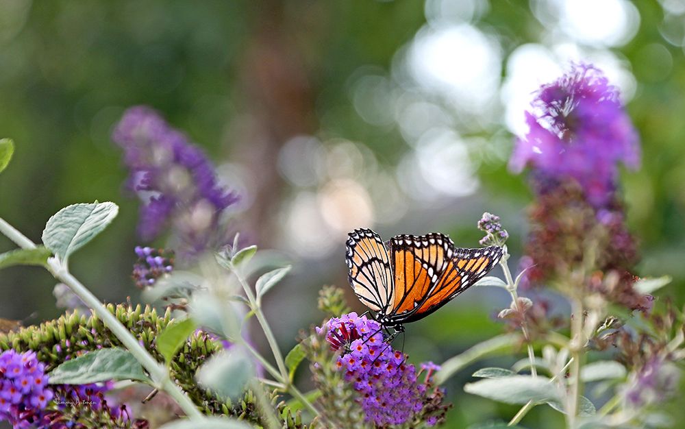 Art Print: Monarch Garden III
