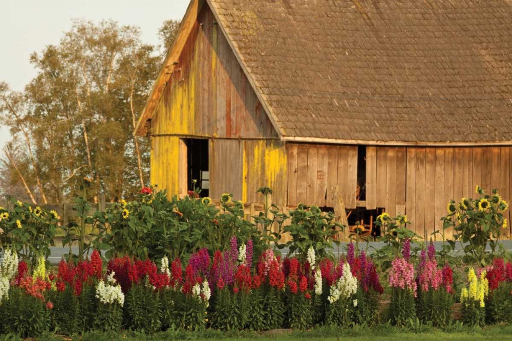 Art Print: Snapdragons Barn I