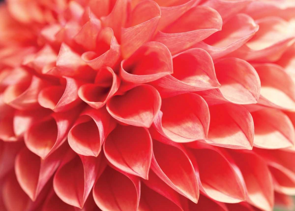 Wall Art Painting id:3399, Name: Coral Funnel Dahlia, Artist: Styber, Dana