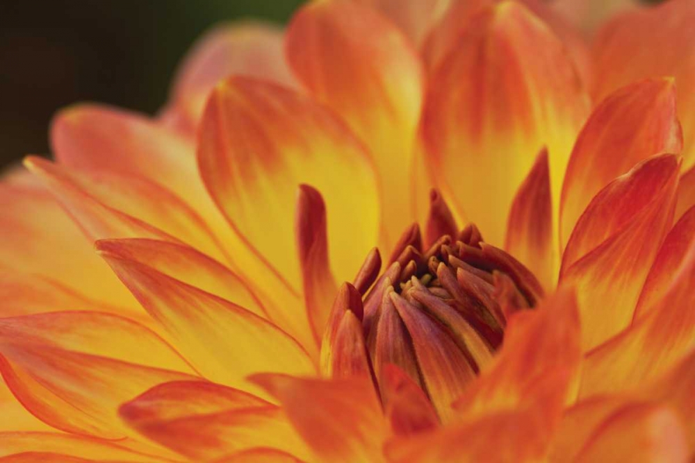 Wall Art Painting id:3401, Name: Orange Flame, Artist: Styber, Dana