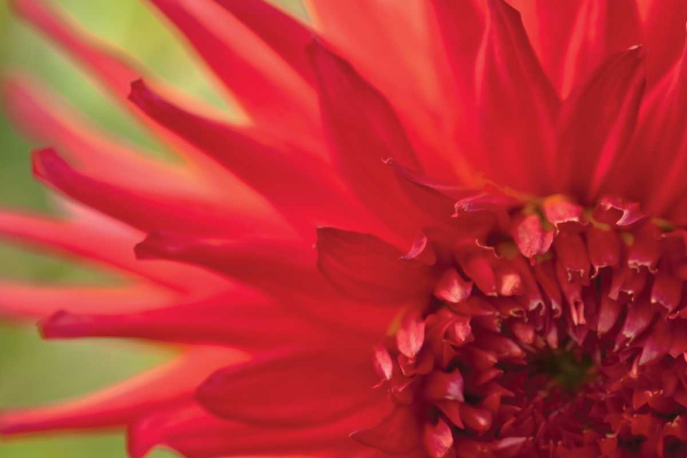 Wall Art Painting id:3402, Name: Red Flame, Artist: Styber, Dana