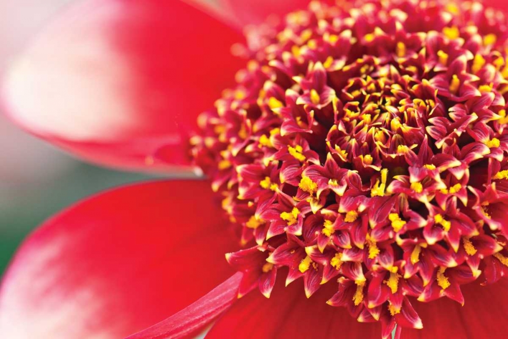 Wall Art Painting id:3403, Name: Starburst I, Artist: Styber, Dana