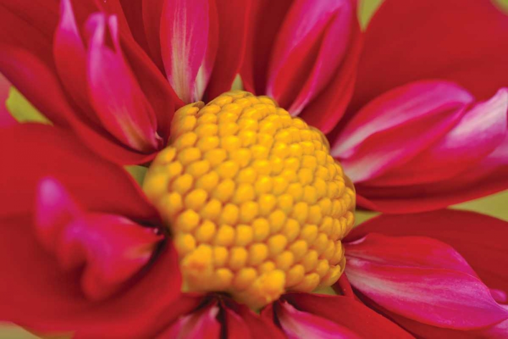 Wall Art Painting id:3404, Name: Starburst II, Artist: Styber, Dana