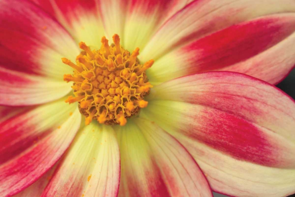 Wall Art Painting id:3405, Name: Starburst III, Artist: Styber, Dana