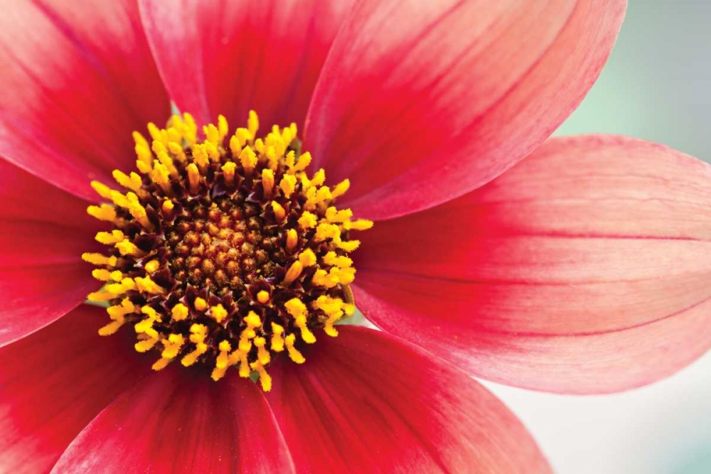 Wall Art Painting id:3406, Name: Starburst IV, Artist: Styber, Dana