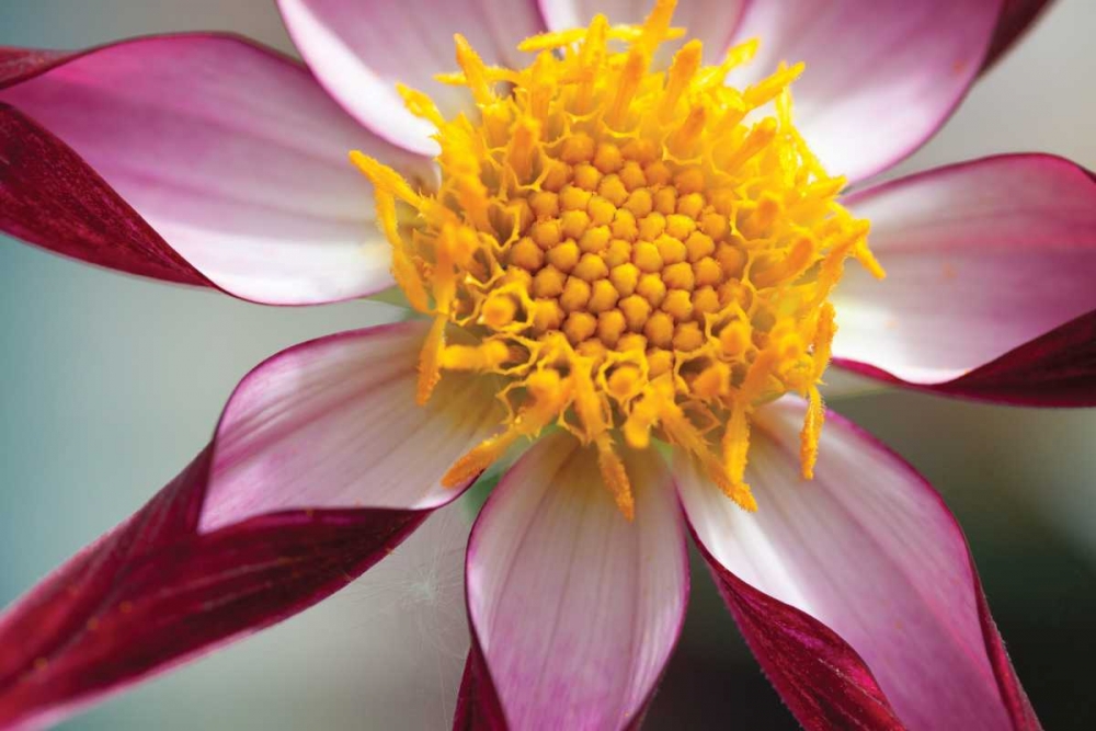 Wall Art Painting id:3407, Name: Stardust I, Artist: Styber, Dana