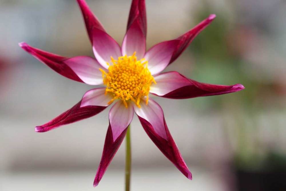 Wall Art Painting id:3408, Name: Stardust II, Artist: Styber, Dana