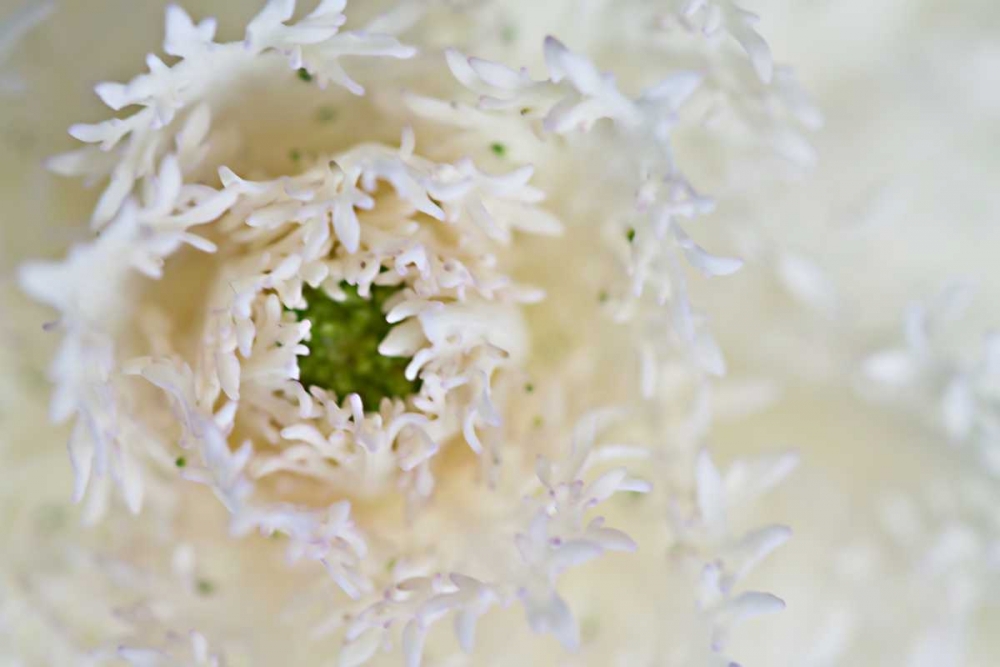 Wall Art Painting id:3409, Name: Green Ornamental I, Artist: Styber, Dana