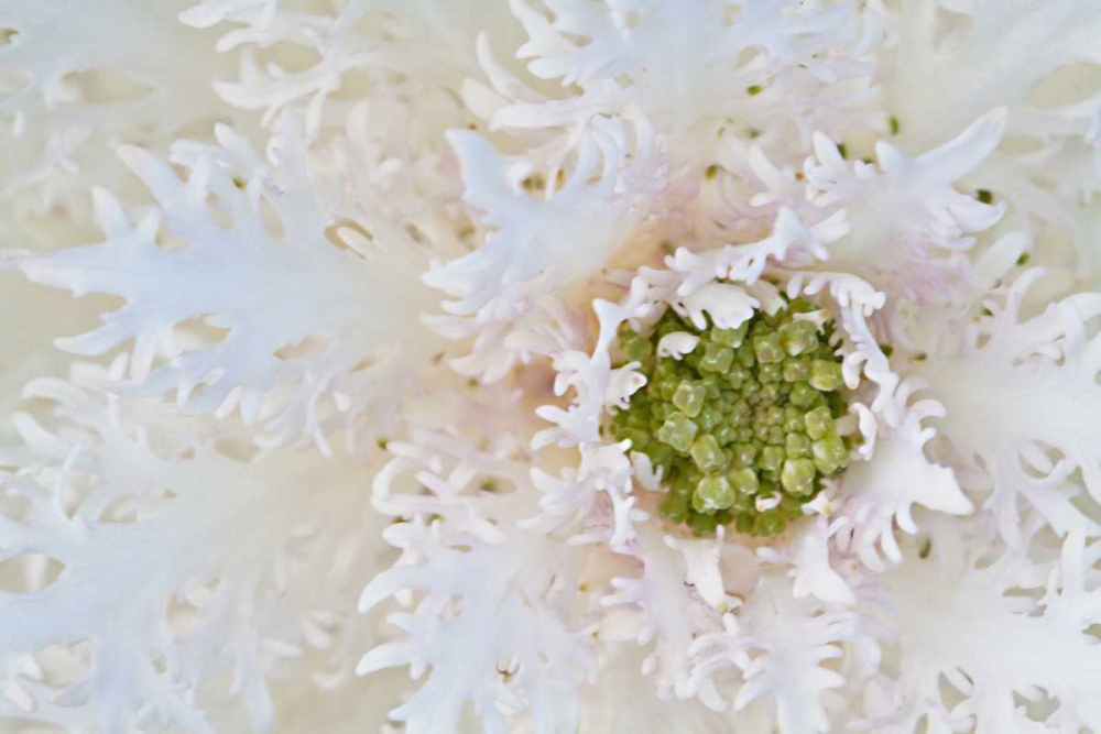 Wall Art Painting id:3410, Name: Green Ornamental II, Artist: Styber, Dana