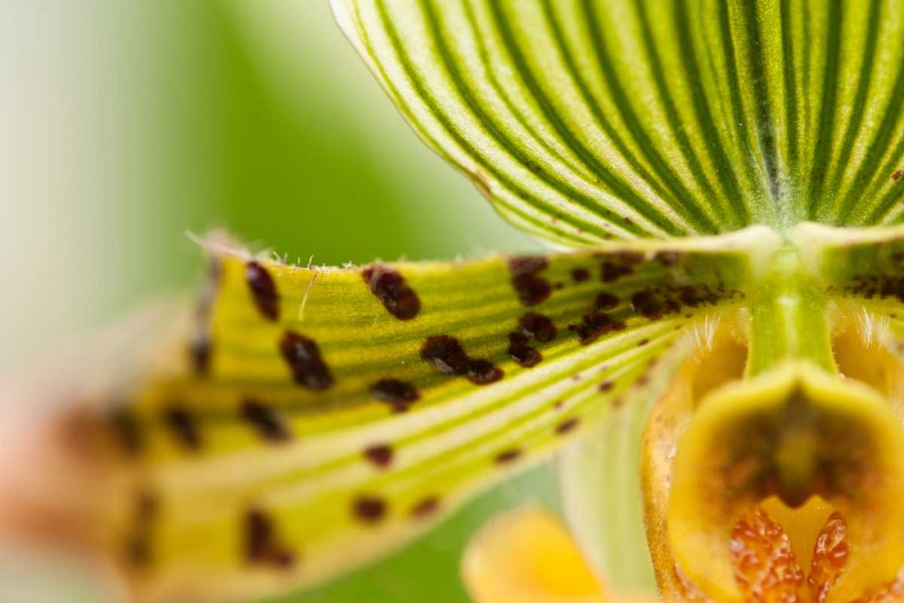 Wall Art Painting id:3411, Name: Extravaganza I, Artist: Styber, Dana