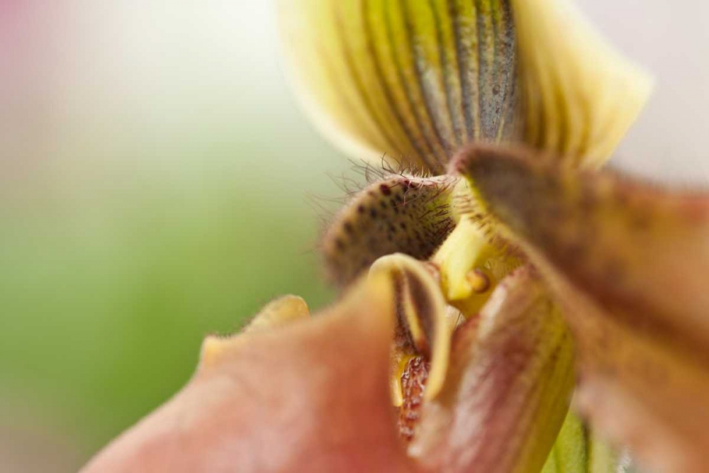 Wall Art Painting id:3412, Name: Extravaganza II, Artist: Styber, Dana