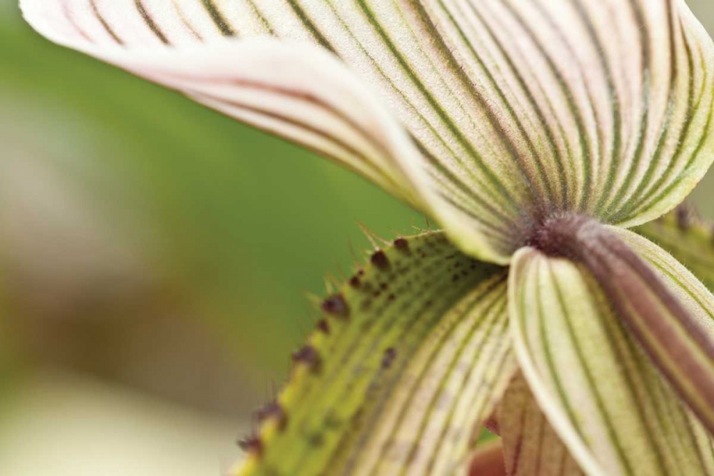 Wall Art Painting id:3413, Name: Green Mist, Artist: Styber, Dana