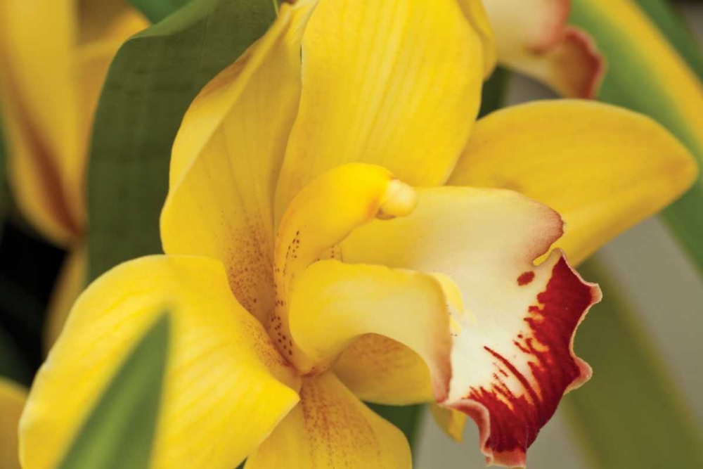 Wall Art Painting id:3415, Name: Lemon Orchid I, Artist: Styber, Dana