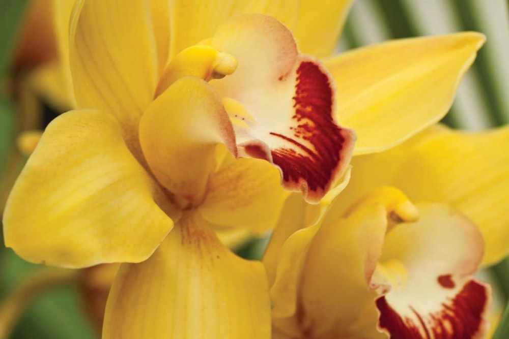 Wall Art Painting id:3416, Name: Lemon Orchid II, Artist: Styber, Dana