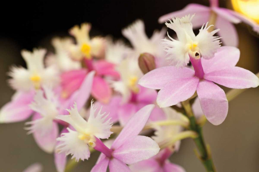 Wall Art Painting id:3417, Name: Orchid Chorus, Artist: Styber, Dana