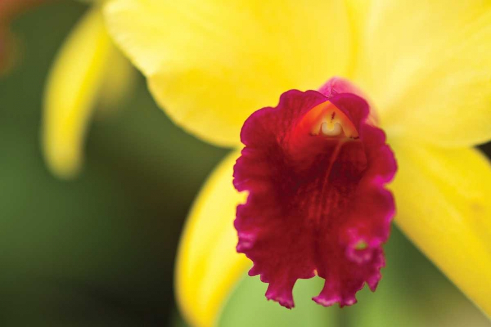 Wall Art Painting id:3419, Name: Pink Velvet, Artist: Styber, Dana