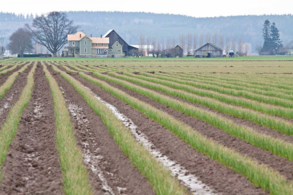 Art Print: Graceful Greens I