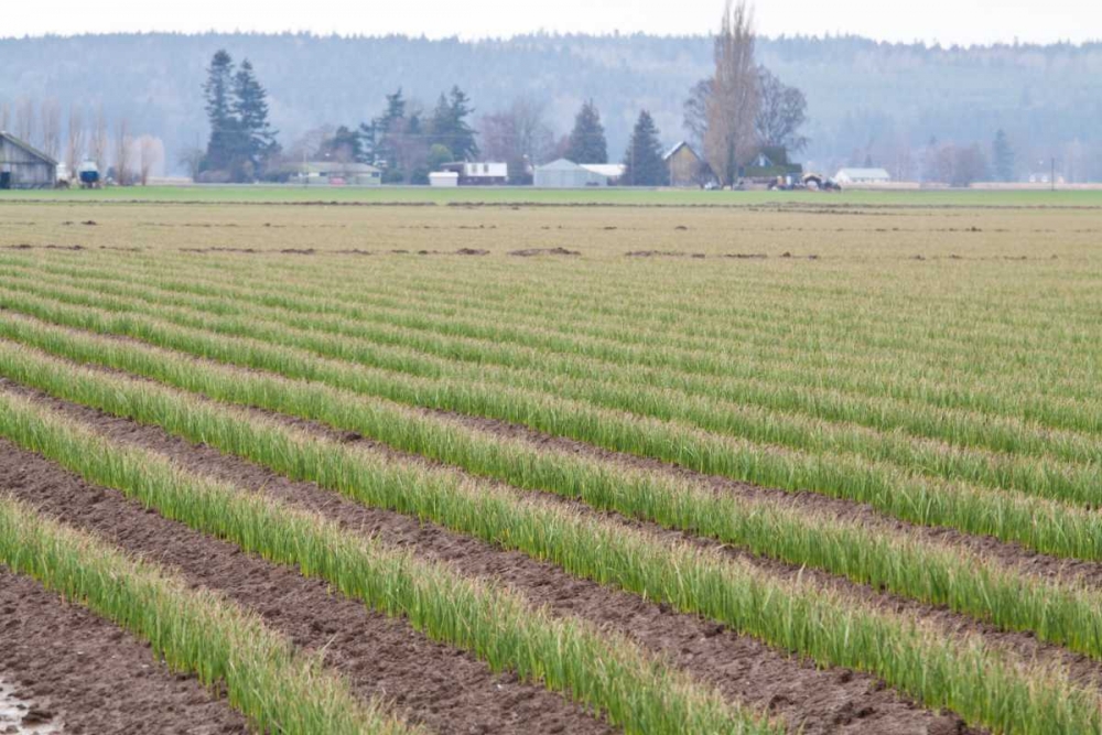 Wall art: Graceful Greens II, by Styber, Dana