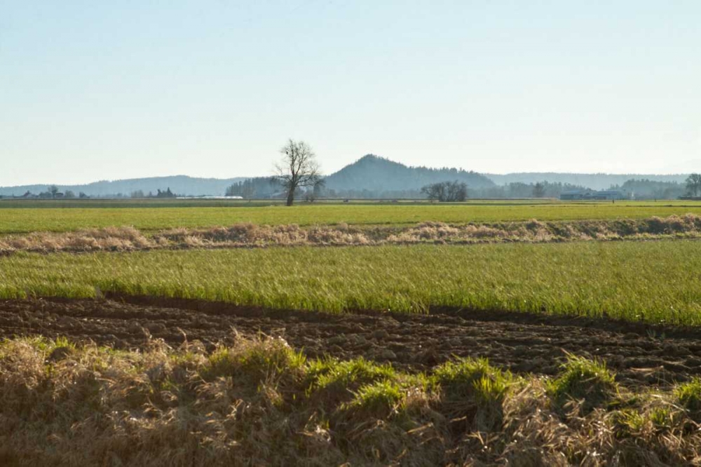 Art Print: Golden Greens