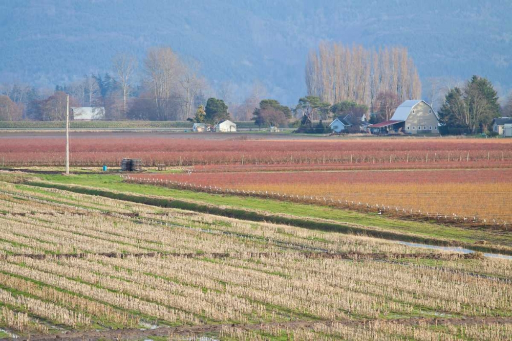 Art Print: Red and Gold Fields II