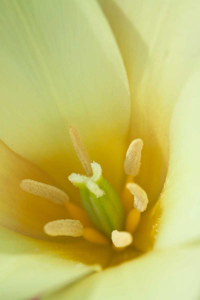 Wall Art Painting id:3465, Name: Yellow Burst I, Artist: Styber, Dana