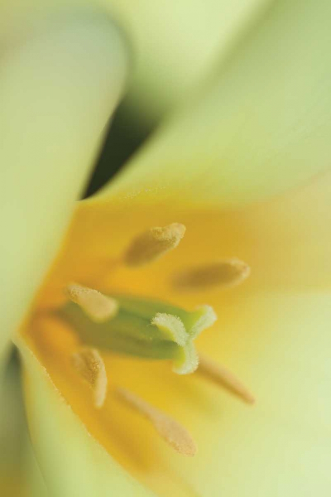 Wall art: Yellow Burst II, by Styber, Dana