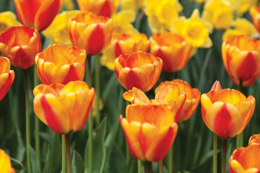 Wall Art Painting id:3473, Name: Tulip March I, Artist: Styber, Dana