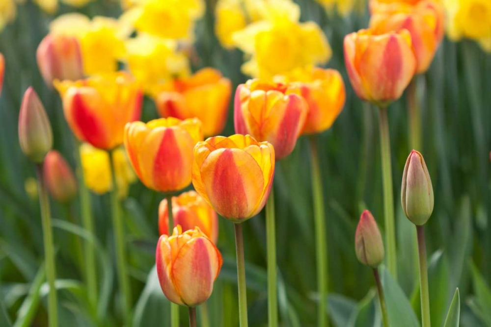 Wall art: Tulip March II, by Styber, Dana