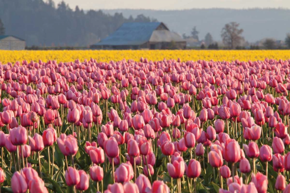 Wall art: In the Pink, by Styber, Dana