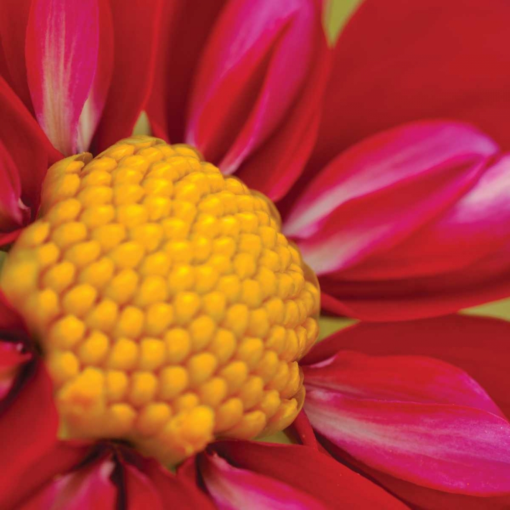 Wall Art Painting id:9909, Name: Starburst Square II, Artist: Styber, Dana