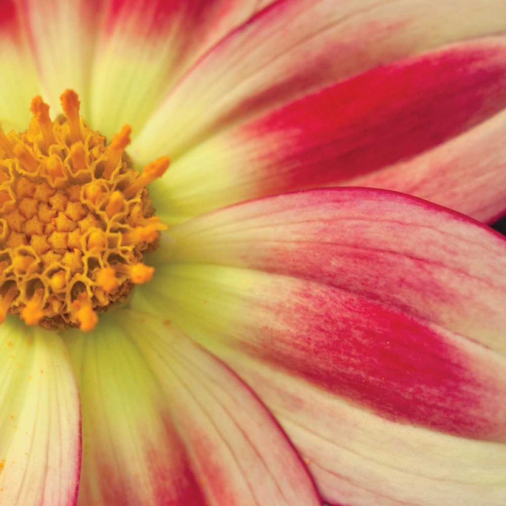 Wall Art Painting id:9910, Name: Starburst Square III, Artist: Styber, Dana