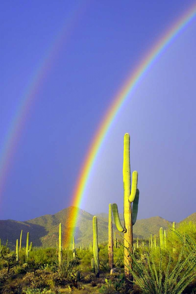 Art Print: Saguaro Rainbow I