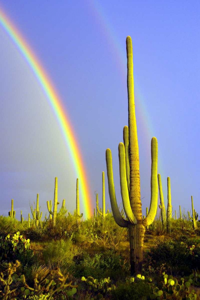 Art Print: Saguaro Rainbow II