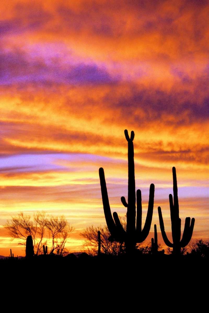 Art Print: Sky a Fire II