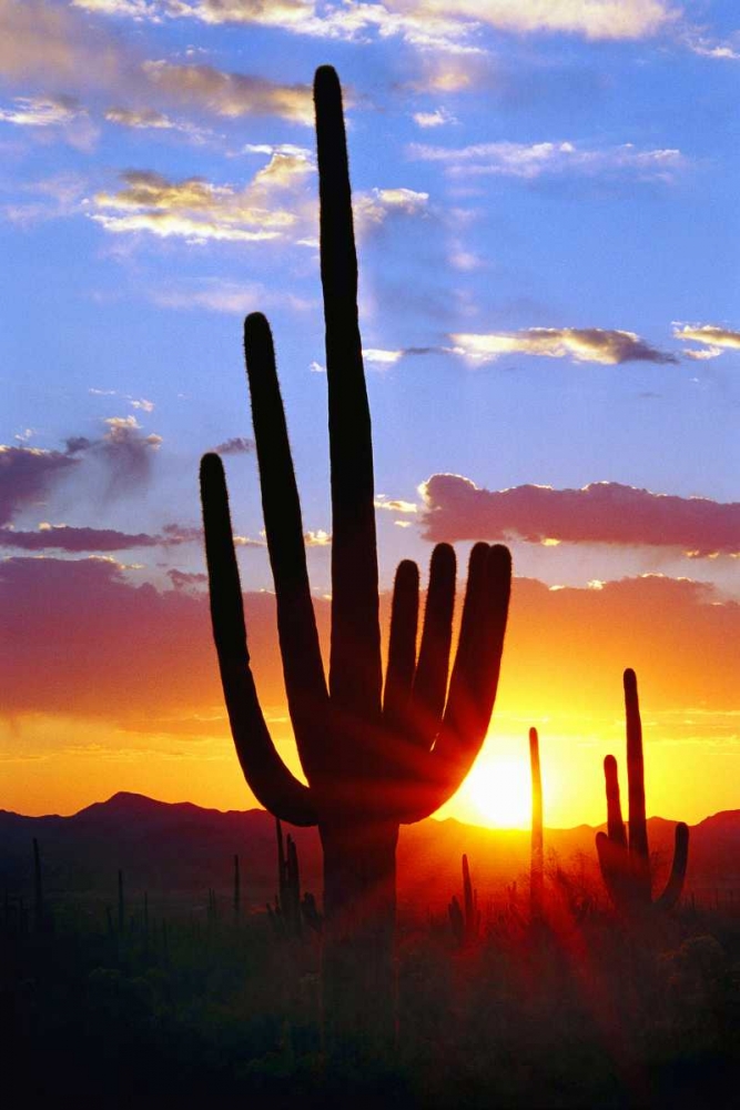 Wall art: Saguaro Sunset, by Taylor, Douglas