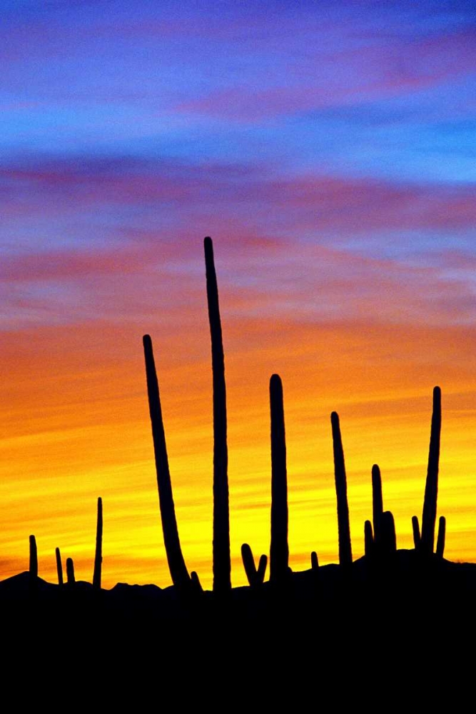 Art Print: Solstice Sunset